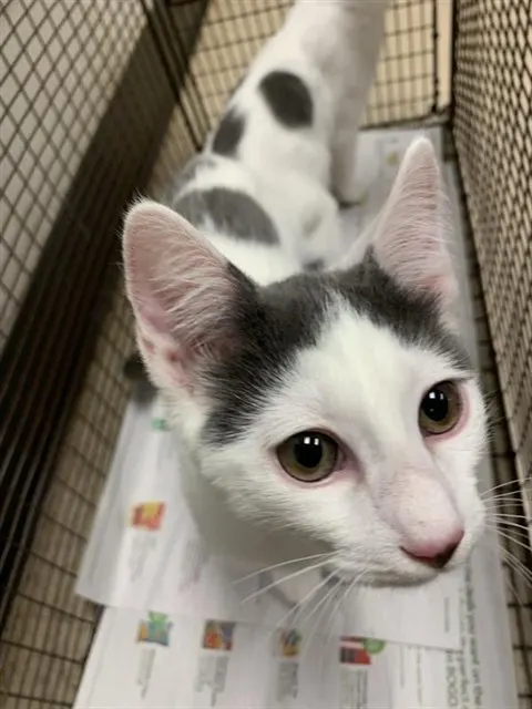 Adoptable Cat