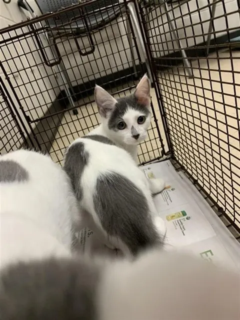 Adoptable Cat
