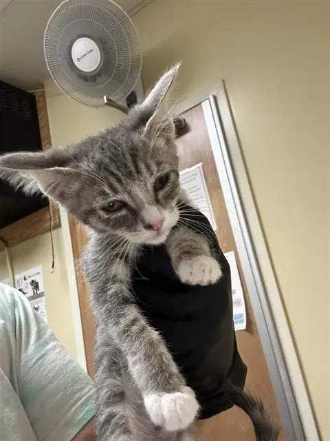 Adoptable Cat