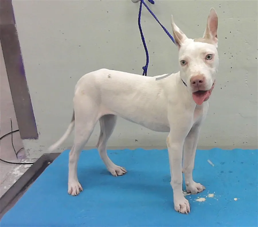 Adoptable Dog