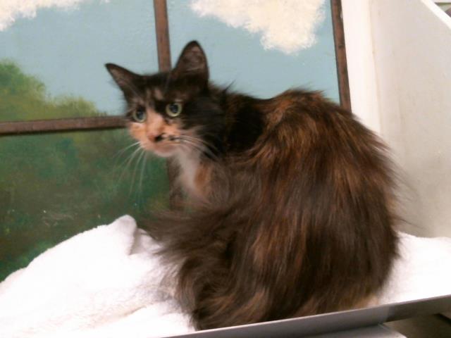 Adoptable Cat