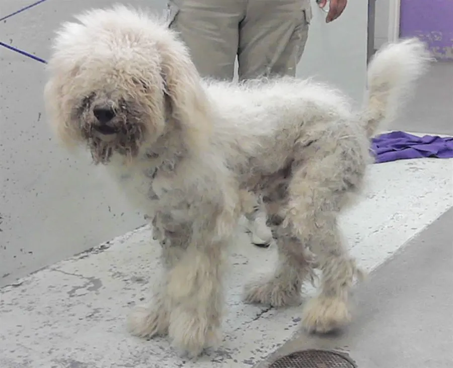 Adoptable Dog