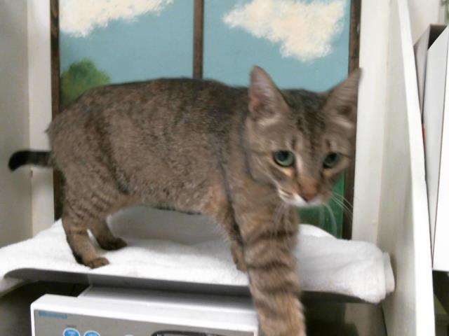 Adoptable Cat