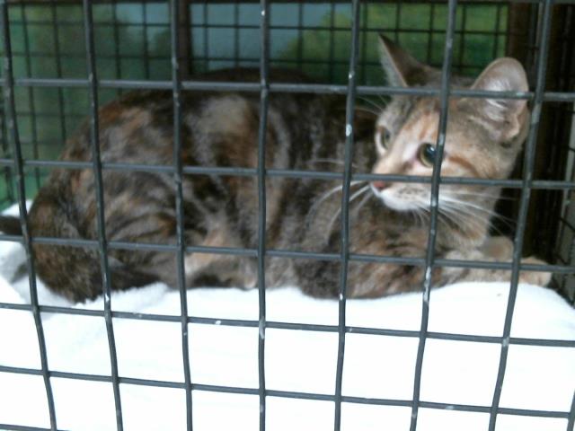 Baby