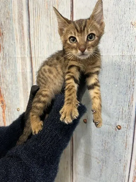 Raja