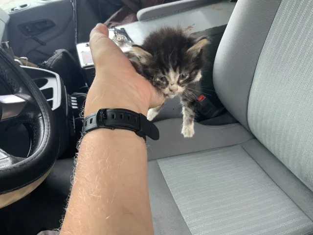 Adoptable Cat