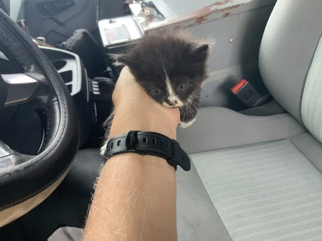 Adoptable Cat