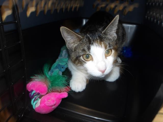 Adoptable Cat