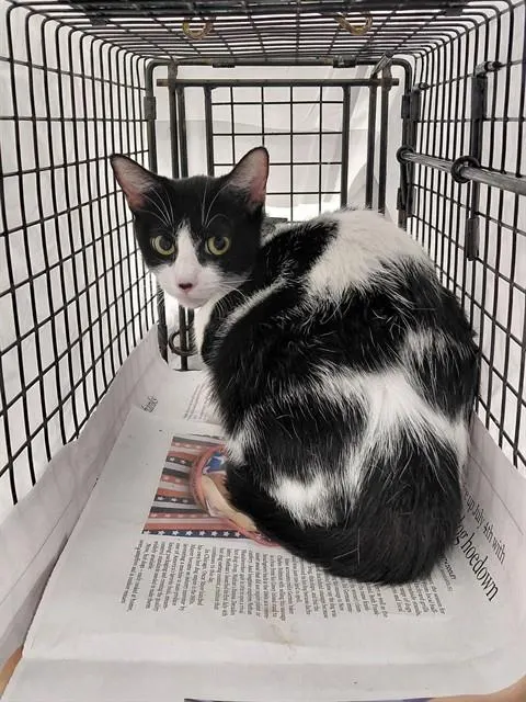 Adoptable Cat
