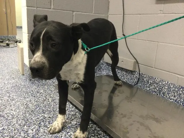 Nova