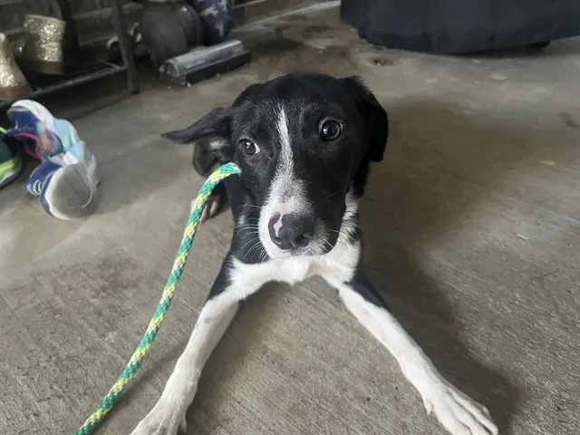 Stella