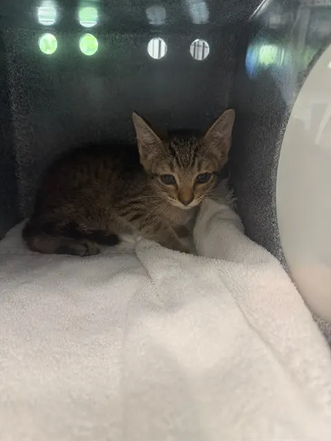 Kit