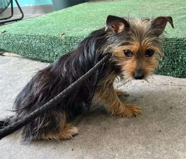 Adoptable Dog