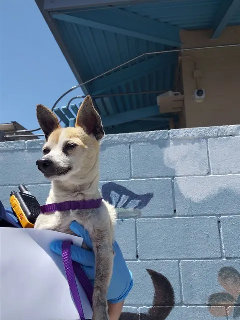 Adoptable Dog