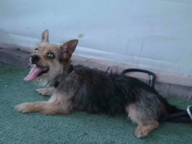 Adoptable Dog