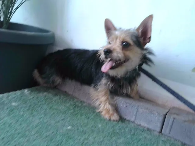 Adoptable Dog