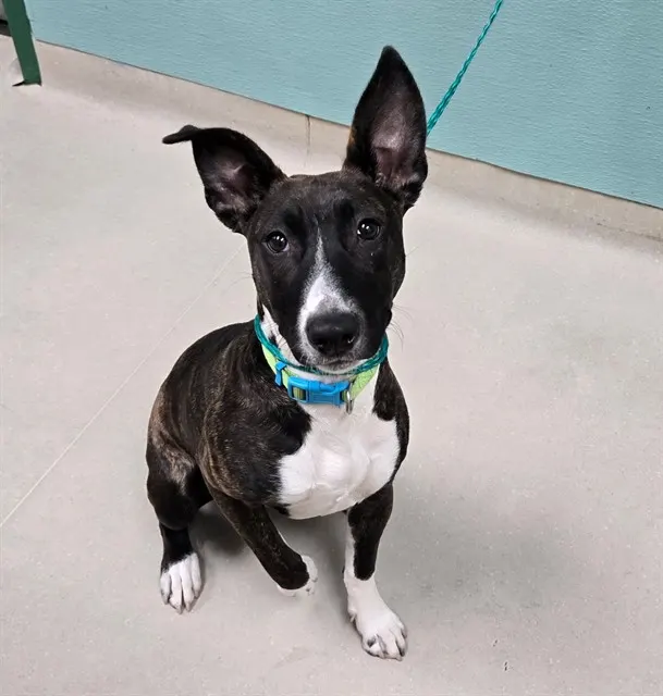 Adoptable Dog