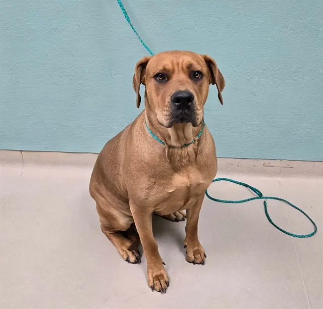Adoptable Dog