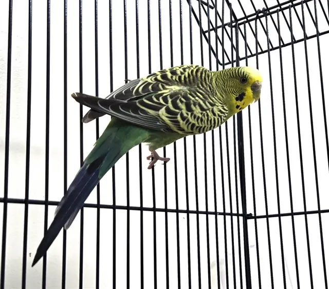 Adoptable Bird