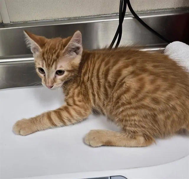 Adoptable Cat