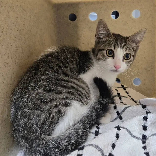 Adoptable Cat