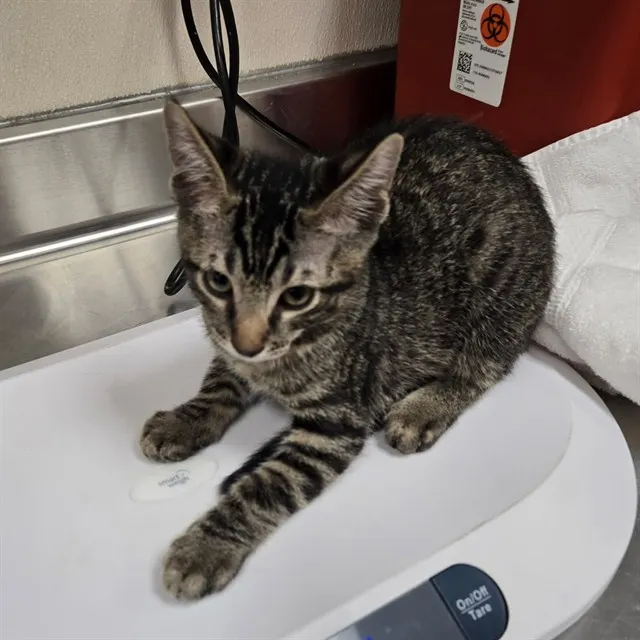 Adoptable Cat