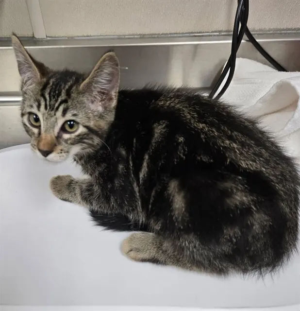 Adoptable Cat