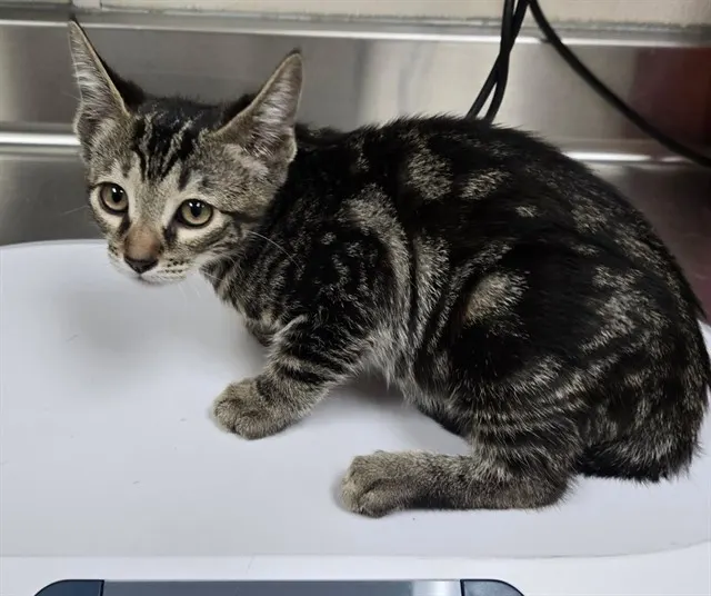 Adoptable Cat