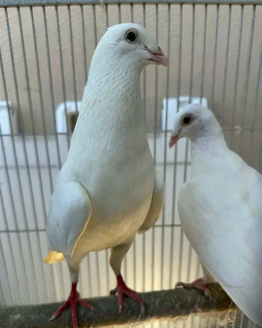 Adoptable Bird