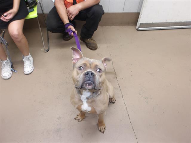 Adoptable Dog