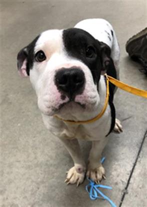 Adoptable Dog