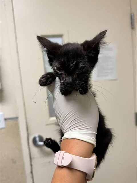 Binxie