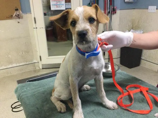 Adoptable Dog