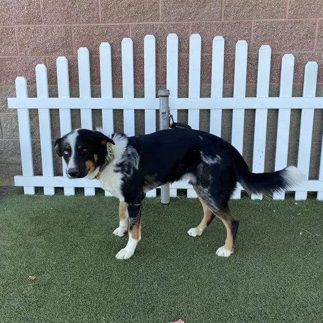 Adoptable Dog