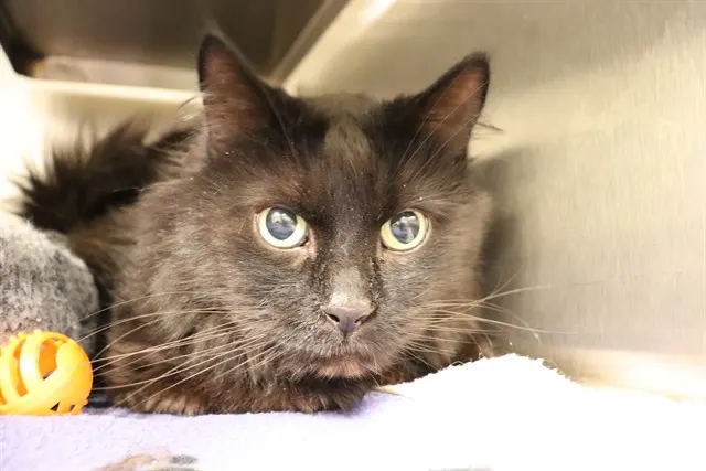 Adoptable Cat