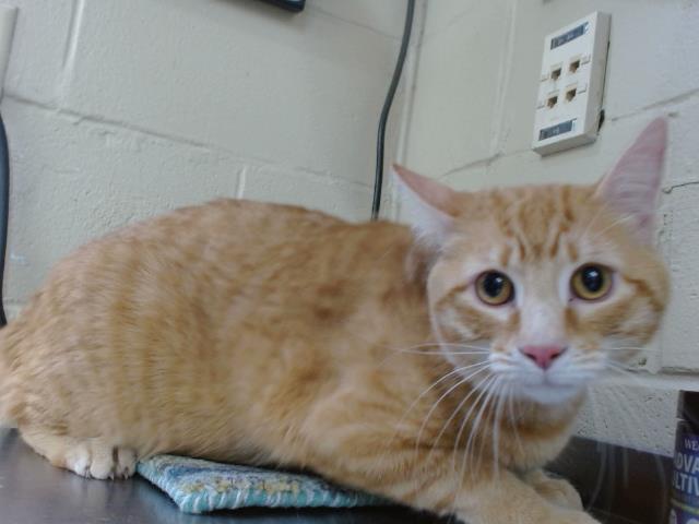 Leo