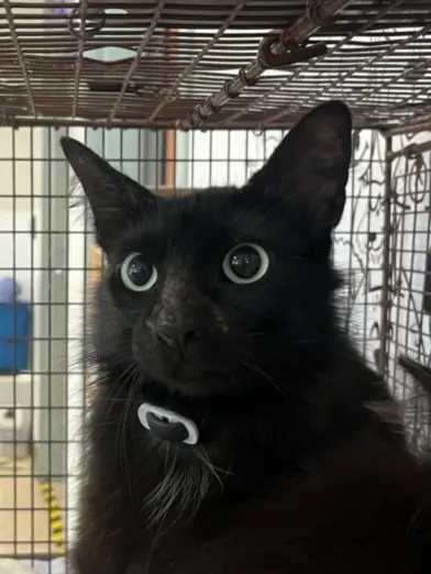 Adoptable Cat