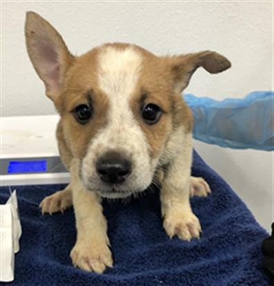 Adoptable Dog
