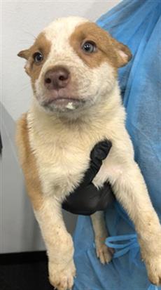 Adoptable Dog