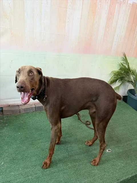 Adoptable Dog