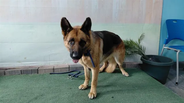 Adoptable Dog