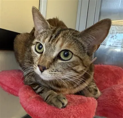 Chloe
