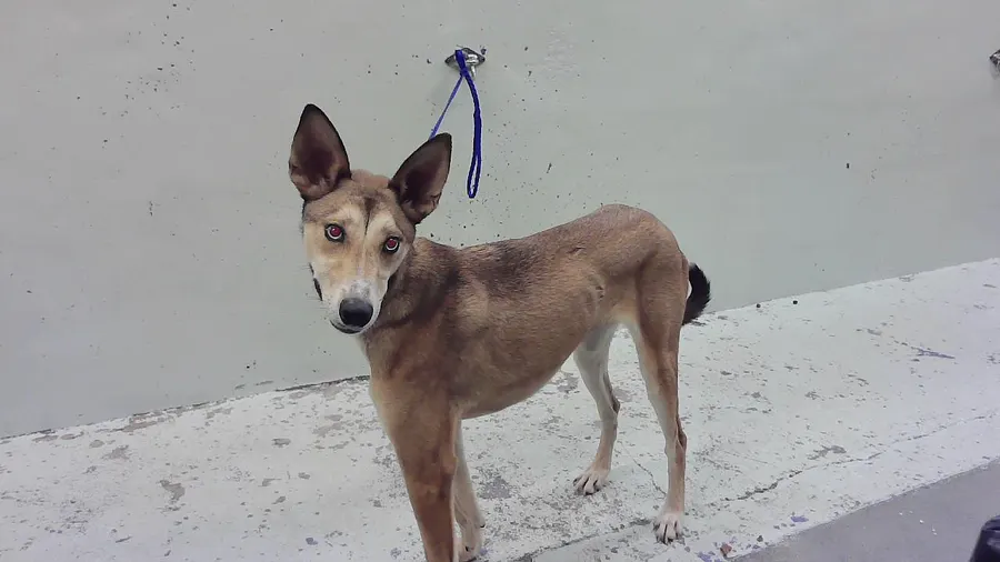 Adoptable Dog