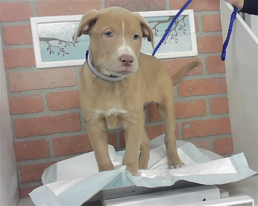 Adoptable Dog