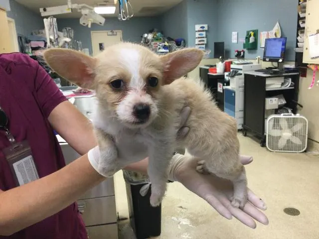 Adoptable Dog