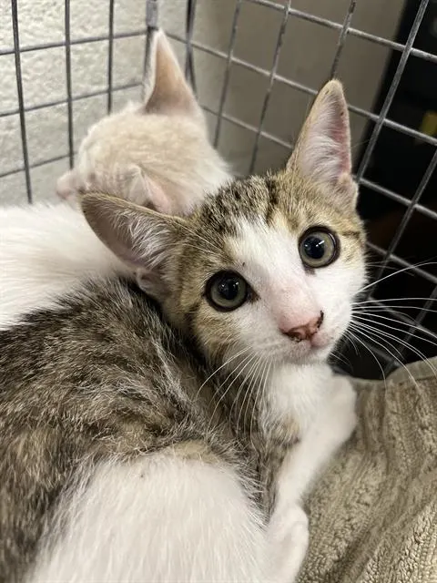 Mochi