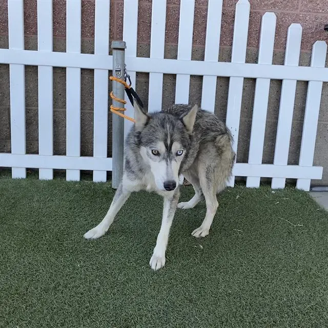 Adoptable Dog