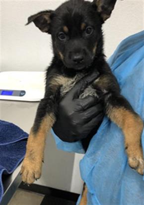 Adoptable Dog