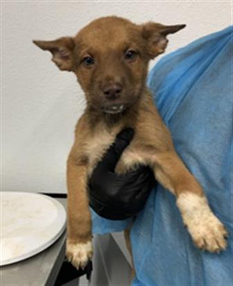 Adoptable Dog