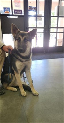 Adoptable Dog